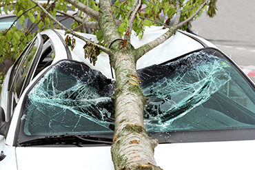 Tree on the roof of a car